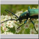 Aromia moschata - Moschusbock 03.jpg